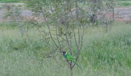 Bird in tree unaware of the cats pursuit.jpg