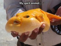 funny-fish-yellow-face-fat.jpg