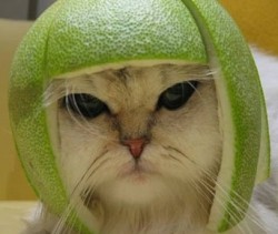 cat_lime_helmet-2.jpg